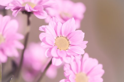 flowers  pink  pink flowers