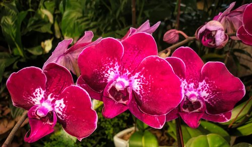 flowers  flora  orchids