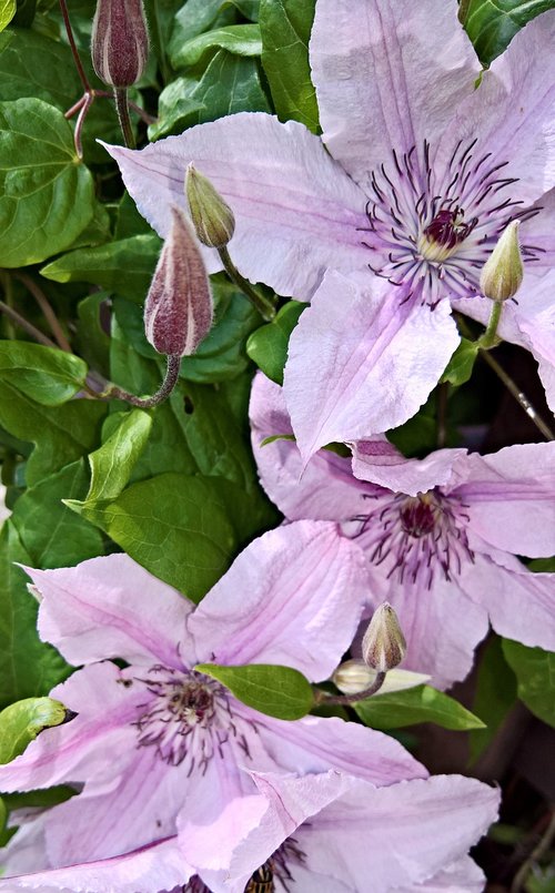 flowers  clematis  climber plant