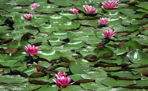 flowers  water lilies  pond