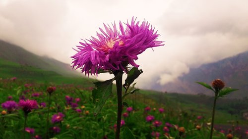 flowers  nature  landscape