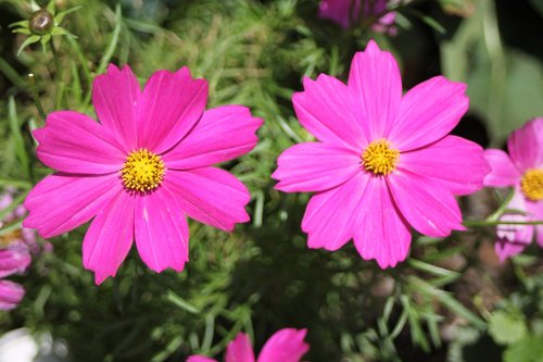 flowers  red  blossom