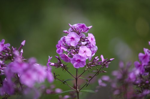 flowers  violet  stem