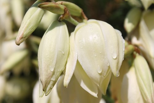 flowers  shrub  drop of water