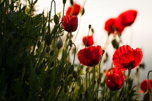 flowers  nature  meadow