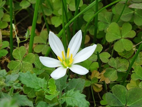 flowers  plants  nature