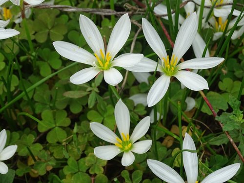 flowers  plants  nature