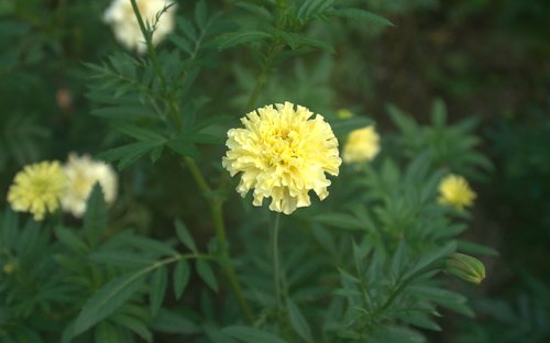 flowers  yellow  close