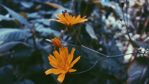 flowers  plants  grass