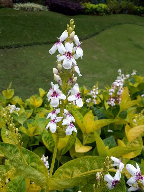 flowers  white  green