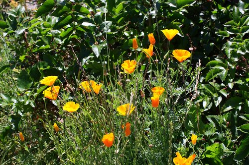 flowers  yellow  nature