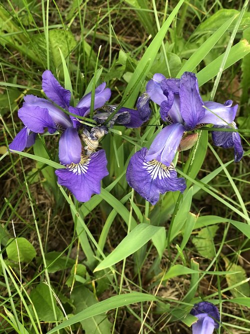 flowers  iris  violet