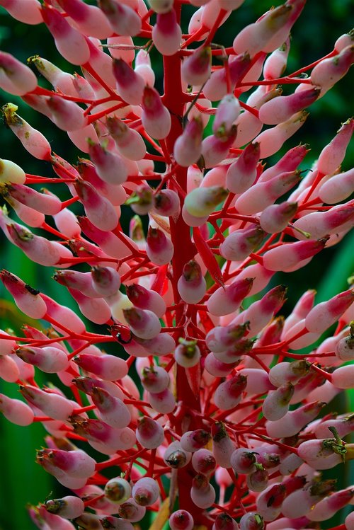 flowers  pink  blossom