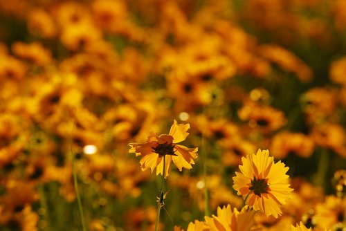 flowers  nature  landscape