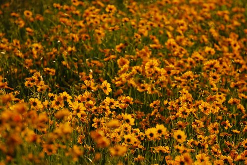 flowers  nature  landscape