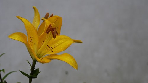 flowers  forsythia flower  yellow