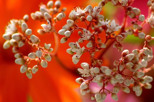 flowers  white  orange
