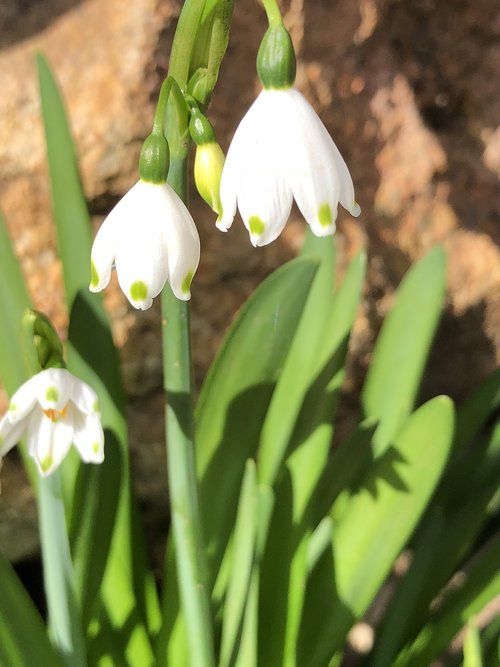 flowers  winter  bloom