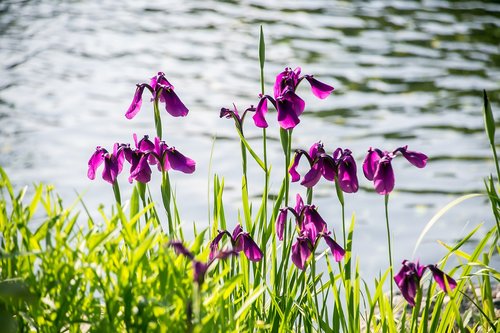 flowers  pond  grass