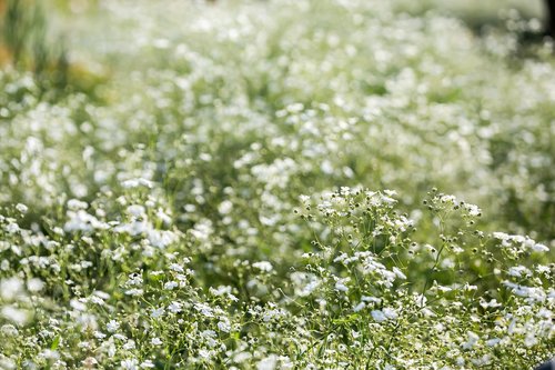 flowers  plants  nature