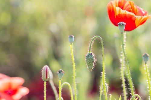 flowers  poppy  nature