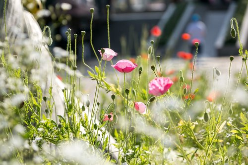 flowers  poppy  nature