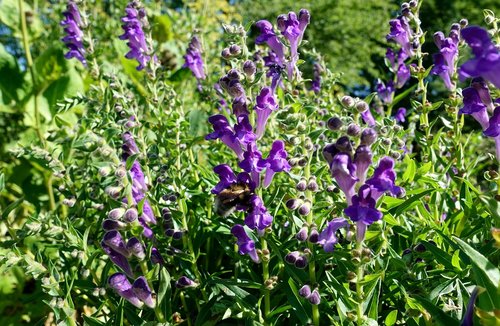 flowers  meadow  purple