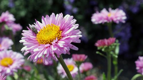 flowers colorful pink