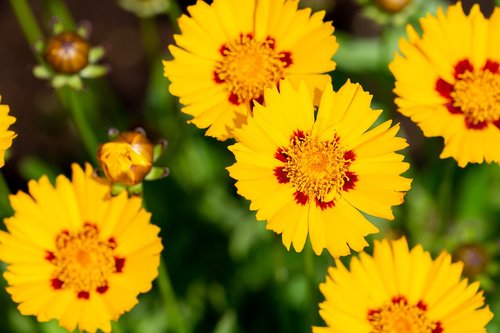 flowers  yellow  yellow flowers