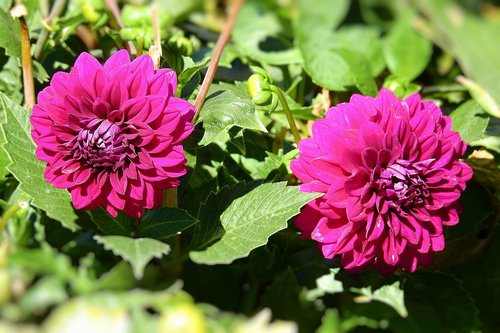 flowers  nature  garden