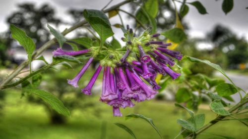 flowers purple bell