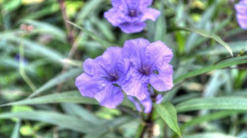 flowers purple garden