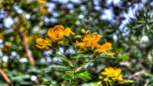 flowers yellow flora