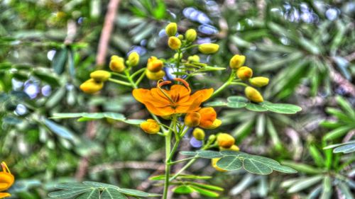 flowers yellow flora