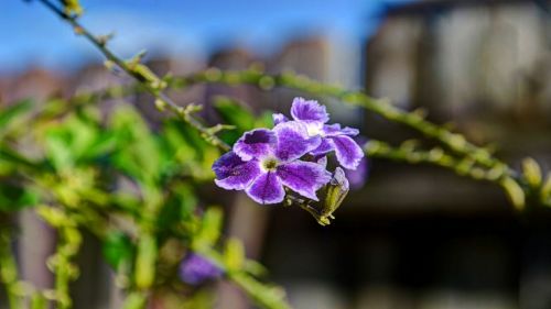flowers purple flora