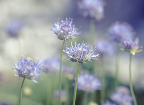 flowers  blue  flower