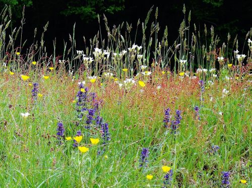 flowers colors fields