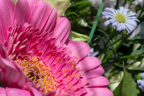 flowers  bloom  plant