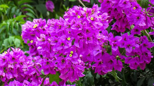 flowers  veranera  violet
