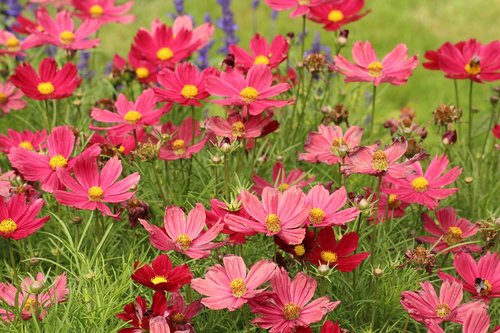 flowers  vegetation  cosmos