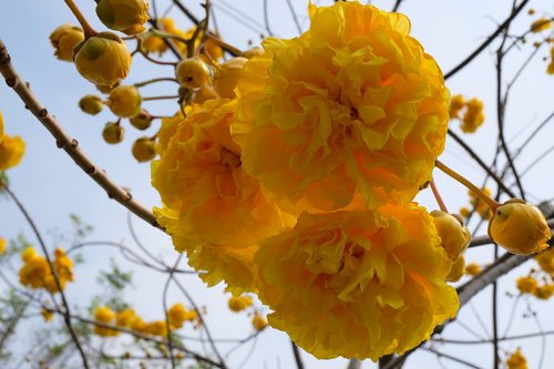 flowers  yellow  flora