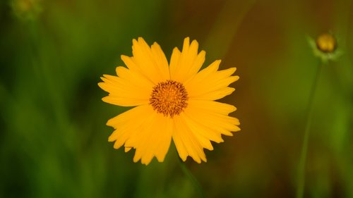 flowers  yellow  nature