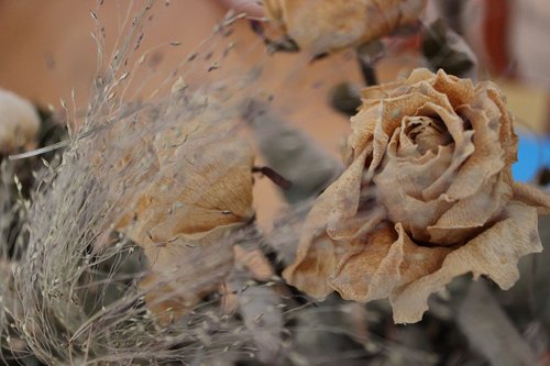 flowers  dry flowers  rose