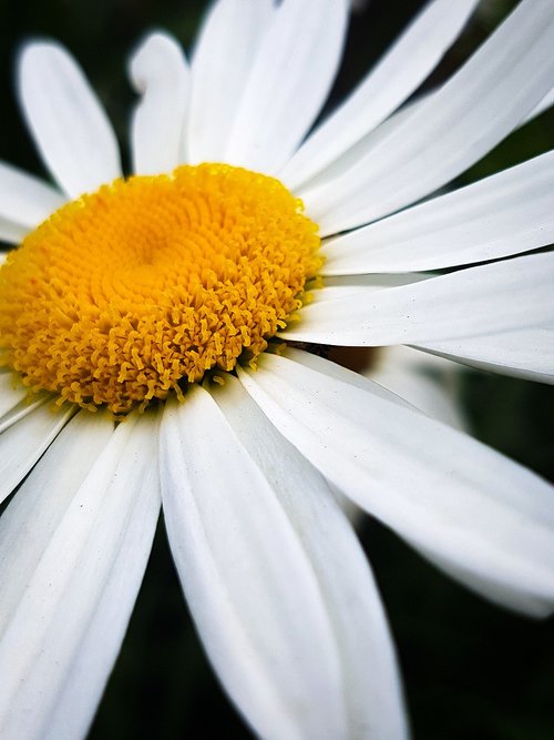 flowers  daisy  yellow