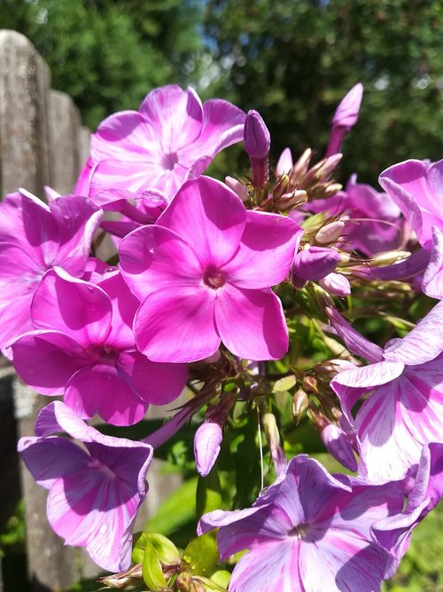 flowers  phlox  purple flower