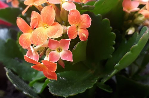 flowers  orange  plant