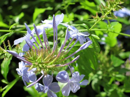 flowers purple plants