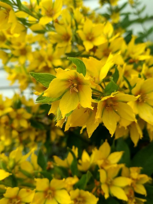 flowers  yellow flowers  macro