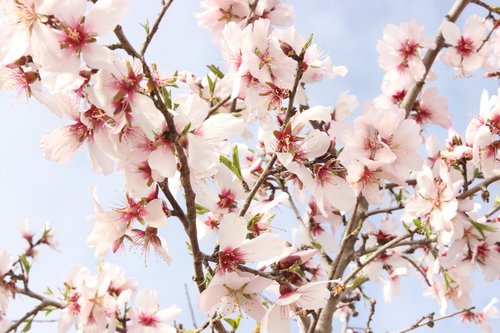 flowers  almond tree  nature