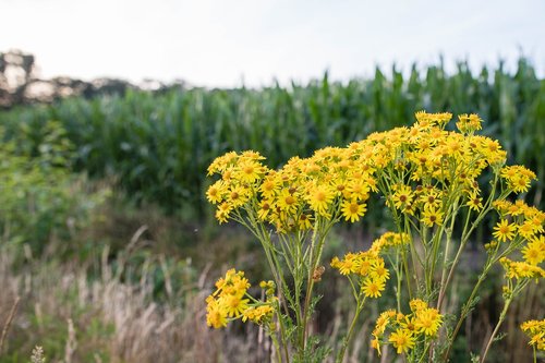 flowers  yellow  berm